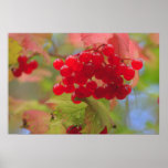 Red Berries Print