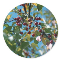 red berries sticker