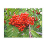 Red Berry Tree in Skagway Alaska postcards