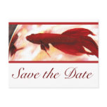 Red Betta Fish Save The Date Post Card