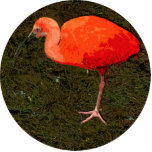 Red Bird photo sculptures