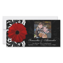 Red, Black and White Scroll Gerbera Daisy