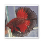 Red/Black Butterfly Halfmoon Fridge Magnet
