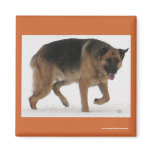 Red & Black German Shepherd - Ranch Dog Lover