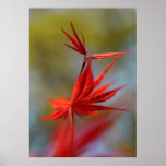"Red Bloom", Maple Leaf posters