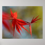 "Red Bloom", Maple leaf posters