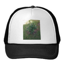 Red blossoming hibiscus on a sunny day trucker hats
