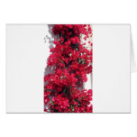 Red Bougainvillea Greeting Cards