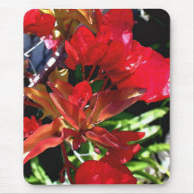 Red Bougainvillea Mousemats