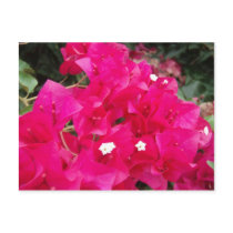 Red Bougainvillea Postcard