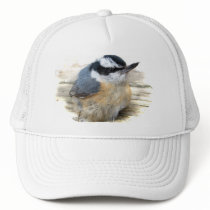 Red-breasted Nuthatch