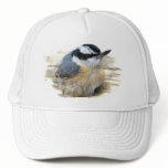 Red-breasted Nuthatch