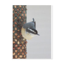 Red-breasted Nuthatch at feeder Postcards