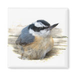 Red-breasted Nuthatch magnets