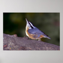 Red-breasted Nuthatch on branch Poster