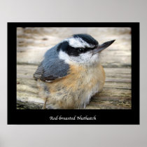 Red-breasted Nuthatch