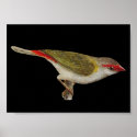 Red-browed Finch - Neochmia temporalis Folio posters
