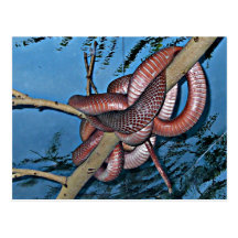 Red brown coiled poisonous snakes post card
