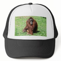 Red-Brown Haired Orangutan Sitting On Grass