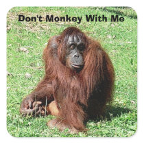 Red-Brown Haired Orangutan Sitting On Grass