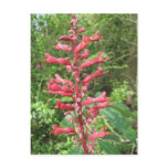 Red Buckeye Postcard