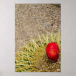 Red Cactus Flower Poster posters