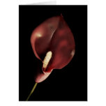 Red Calla - Card