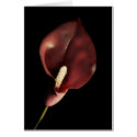 Red Calla - Card