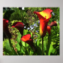 Red Calla Lilies Print