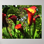 Red Calla Lilies Print