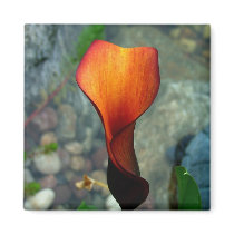 Red Calla Lily Magnets