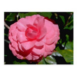 Red Camellia, japonica flowers Post Cards
