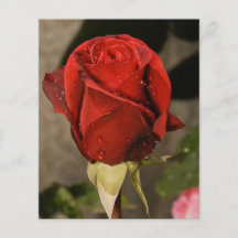 Red Camp David Hybrid Tea Rose Flyer