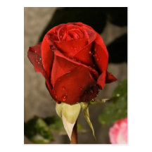 Red Camp David Hybrid Tea Rose Postcard