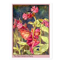 Red Campion Fairy Post Card