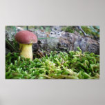 Red cap Mushroom in Moss