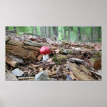 Red Cap Mushroom posters