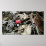 Red Cap Mushroom take two Poster