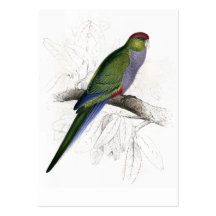Red-Capped Parrakeet (Female) by Edward Lear Business Cards