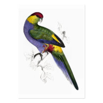 Red-Capped Parrakeet (Male) by Edward Lear Business Card