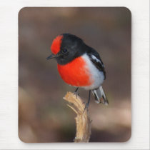 Red-capped Robin Mouse Pad
