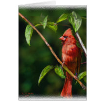 Red Cardinal