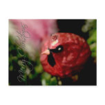 Red Cardinal • Christmas Postcard