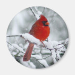 Red Cardinal in the Snow Magnet