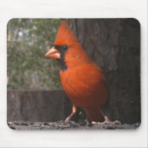 Red Cardinal Mousepad