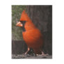 Red Cardinal Postcard