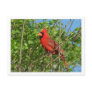 Red Cardinal Postcard