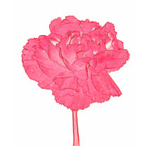 Red carnation t-shirts