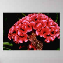 Red Celosia flowers Poster