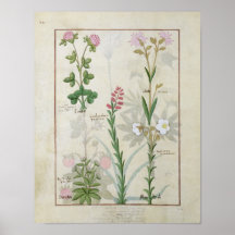 Red clover & Aube Bellidis Onobrychis & Hyssopus Print